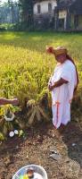 Bhumi Puja and  Dhanya Sangrahana at Shirali